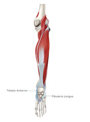 Lower leg of the spiral line (Stirrup) - tibialis anterior, fibularis longus 