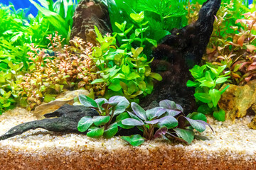Underwater landscape nature forest style aquarium tank with a variety of aquatic plants, stones and herb decorations. © dsom