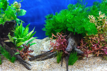 Underwater landscape nature forest style aquarium tank with a variety of aquatic plants, stones and herb decorations. © dsom