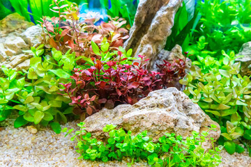 Underwater landscape nature forest style aquarium tank with a variety of aquatic plants, stones and herb decorations. © dsom