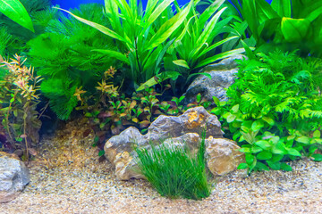 Underwater landscape nature forest style aquarium tank with a variety of aquatic plants, stones and herb decorations. © dsom