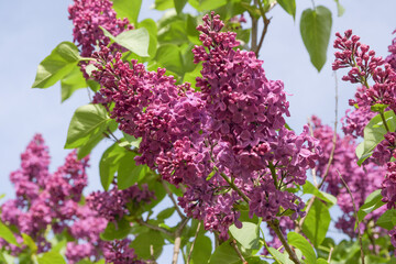 The sky is filled with lilac flowers with green leaves. A close-up