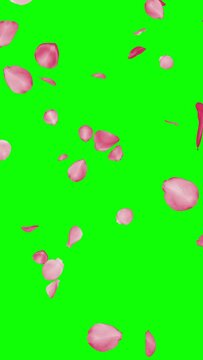 Blooming White Pink Cherry Sakura Flower Petals - Windy Flying Fall Loop - Green Screen - Vertical realistic 3D animation isolated on ckroma key background