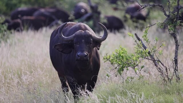 Herd of Cape Buffalo in South Africa