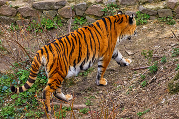 adult tiger walking away in a zoo enclosure