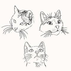 cat portrait minimal drawings