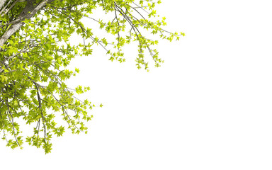 green leaves isolated on white background