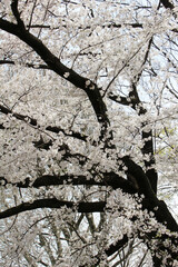 Cherry blossoms in full bloom background 