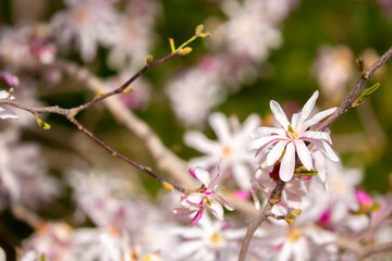 Blooming magnolia in spring. Beautiful buds of pink flowers close-up with blurred space for text.