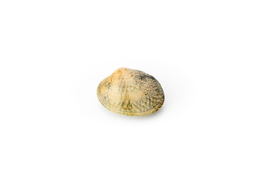 A single seashell with natural brown patterns isolated against a white background, portraying...