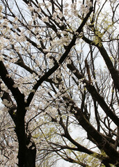 Cherry trees with cherry blossoms and trees with fresh green leaves background
