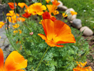 dark orange petals of Eschscholzia flowers. California poppy in bloom in garden