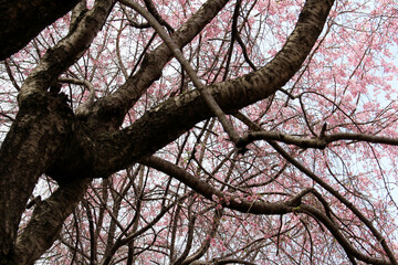 Multiple branches of a big cherry tree with pink blossoms in full bloom background