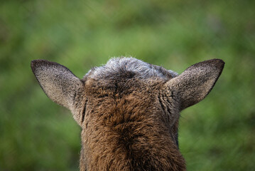 Close up shot of goat standing in a lush green pasture