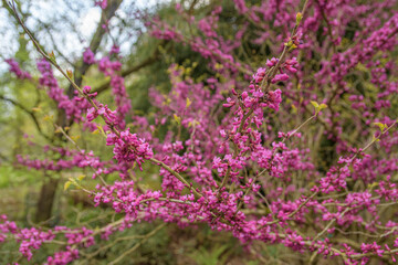 A tree with purple flowers is in a forest. The flowers are in full bloom and are very pretty