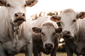 Charolais Cattle, cows in a field, farm animals and livestock