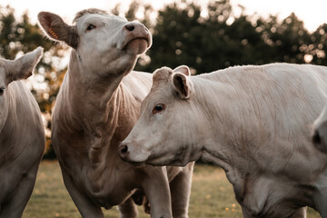 Charolais Cattle, cows in a field, farm animals and livestock