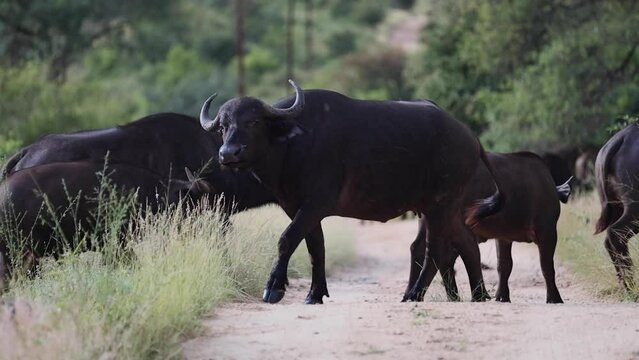 Herd of Cape Buffalo in South Africa