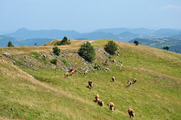 Scenic landscape of Zlatibor mountain in Serbia  with cows grazing in the foreground