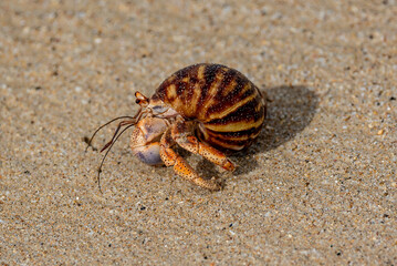 Small crab on a sandy beach.