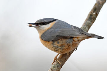 Kleiber mit Kern im Schnabel