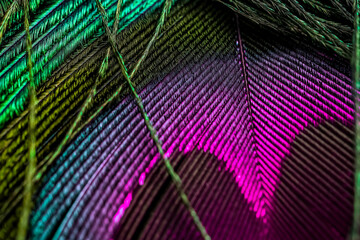 a close up of a feather with colors from the tail of the feathers © Wirestock