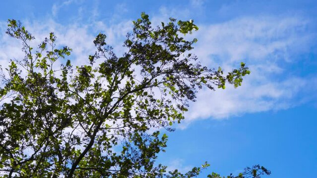 Blue Sky Passing over trees 4K