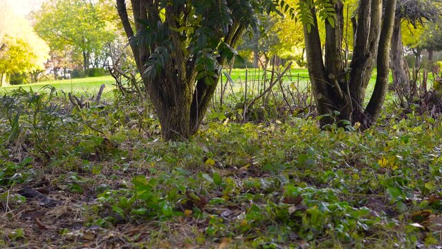 Grey Squirrel in the Leaves 4K