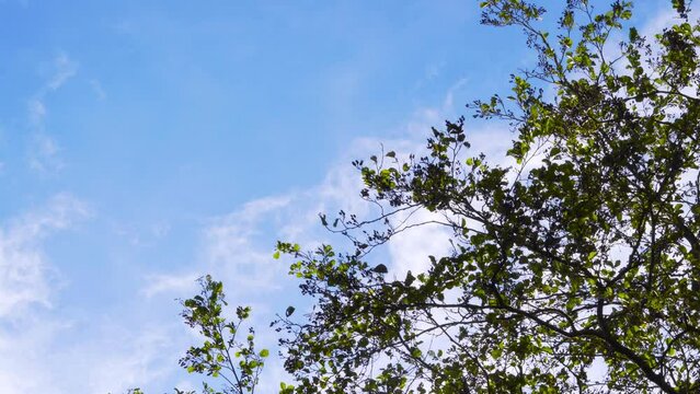 Trees reaching up to the Sky 4K