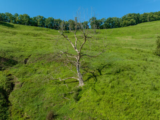 a lone tree on a hillside of green grass and trees