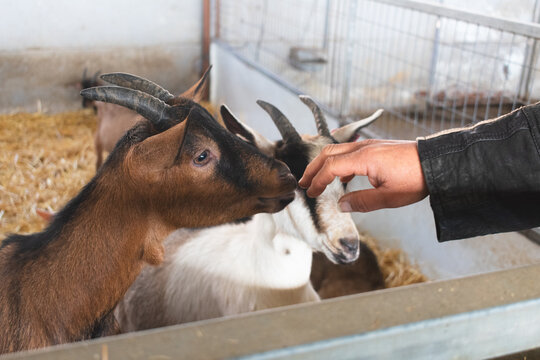a woman's hand feeding a goat in an enclosure