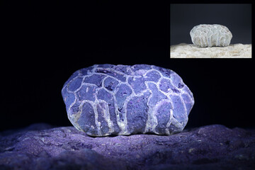 Silurian coral fossil from Saarenmaa in Estonia photographed in ultraviolet light (365 nm). ...