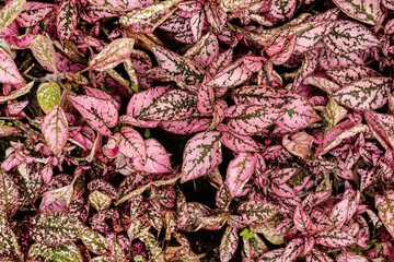 pink leaves plant on the ground