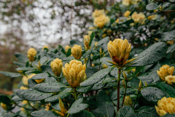Yellow Rhododendron Buds on Green Bush