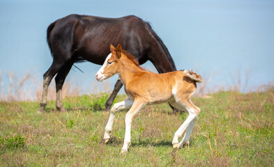 A newborn foal grazes in a meadow, eats grass, walks and frolics. Pregnant horses and foals,...