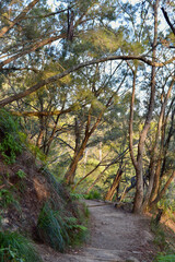A walking track in the Blue Mountains of Australia.