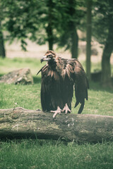white tailed eagle