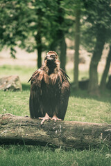 golden eagle in the grass