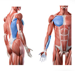 Superficial front arm lines SFAL - teres major, pectoralis major, latissimus dorsi, flexor groupe of the forearm