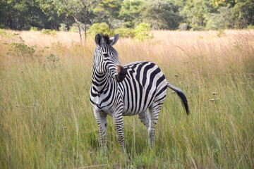 A zebra in a nature reserve in Zimbabwe. 