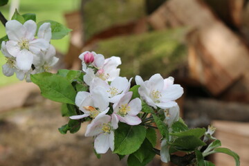 Apfelbaumblüte