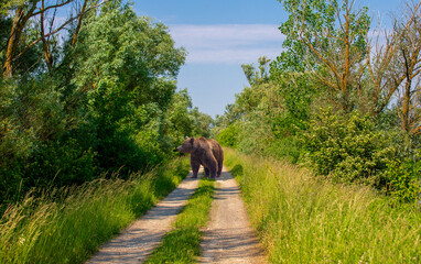 A big brown bear on a dirt road between trees. An Ursus arctos on a lane in the countryside