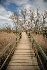 Fototapeta premium Little girl walking along a wooden pathway through a lush forest. Aiguamolls de l'Emporda, Spain
