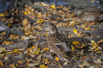 Female Mallard head close up in a water park