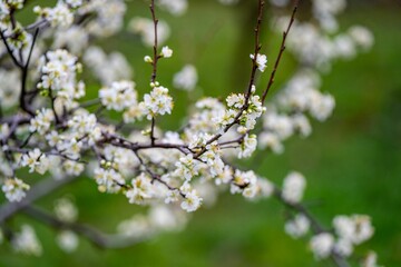 Vibrant branch adorned with fresh white blossoms