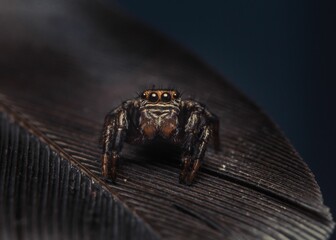 Small jumping spider on a dark surface