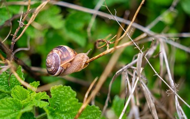 Snail on a tree branch outdoors in a natural setting, surrounded by green foliage