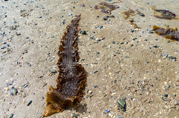 Sugar kelp or Saccharina latissima washed up on the beach at Seapark County Down Northern Ireland also known as Devils Apron