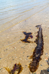 Sugar kelp or Saccharina latissima washed up on the beach at Seapark County Down Northern Ireland also known as Devils Apron