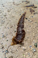 Sugar kelp or Saccharina latissima washed up on the beach at Seapark County Down Northern Ireland also known as Devils Apron